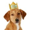 Frisco Happy Birthday Dog & Cat Crown 2 Frisco Happy Birthday Dog & Cat Crown -Frisco 153665 MAIN. AC SS1800 V1551230974