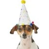 Frisco Confetti Dog & Cat Birthday Hat 2 Frisco Confetti Dog & Cat Birthday Hat -Frisco 191274 Main. AC SS1800 V1582053295