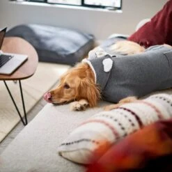 Frisco Bear Hooded Dog & Cat Sweater 15 Frisco Bear Hooded Dog & Cat Sweater -Frisco 223786 PT7. AC SS1800 V1599566227