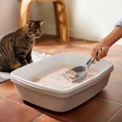 Frisco Natural Lightly Scented Clumping Grass Cat Litter -Frisco 230714 PT4. AC SS1800 V1659023184