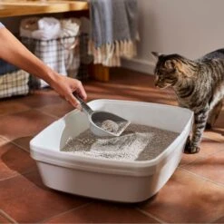 Frisco Lightweight Unscented Clumping Cat Litter 13 Frisco Lightweight Unscented Clumping Cat Litter -Frisco 230716 PT4. AC SS1800 V1659023918