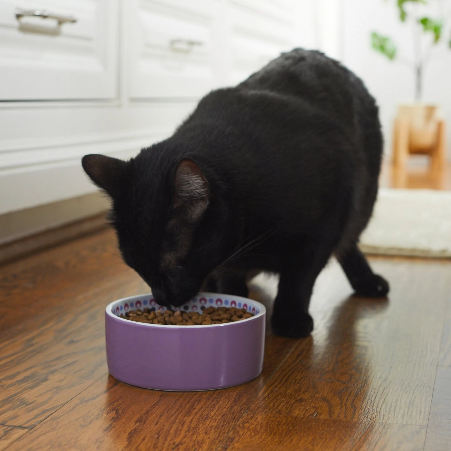 Frisco Kaleidoscope Pattern Non-skid Ceramic Dog & Cat Bowl 5 Frisco Kaleidoscope Pattern Non-skid Ceramic Dog & Cat Bowl - Image 3