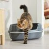 Frisco Corner Sifting Cat Litter Box With Rim 2 Frisco Corner Sifting Cat Litter Box With Rim -Frisco 264933 MAIN. AC SS1800 V1675279641