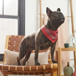 Frisco Red Paisley Dog & Cat Bandana -Frisco 267919 PT5. AC SS1800 V1637687581