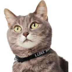 Frisco Nylon Personalized Breakaway Cat Collar With Bell 11 Frisco Nylon Personalized Breakaway Cat Collar With Bell -Frisco 270731 PT3. AC SS1800 V1618936954
