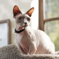 Frisco Nylon Personalized Breakaway Cat Collar With Bell 13 Frisco Nylon Personalized Breakaway Cat Collar With Bell -Frisco 270731 PT6. AC SS1800 V1629992558