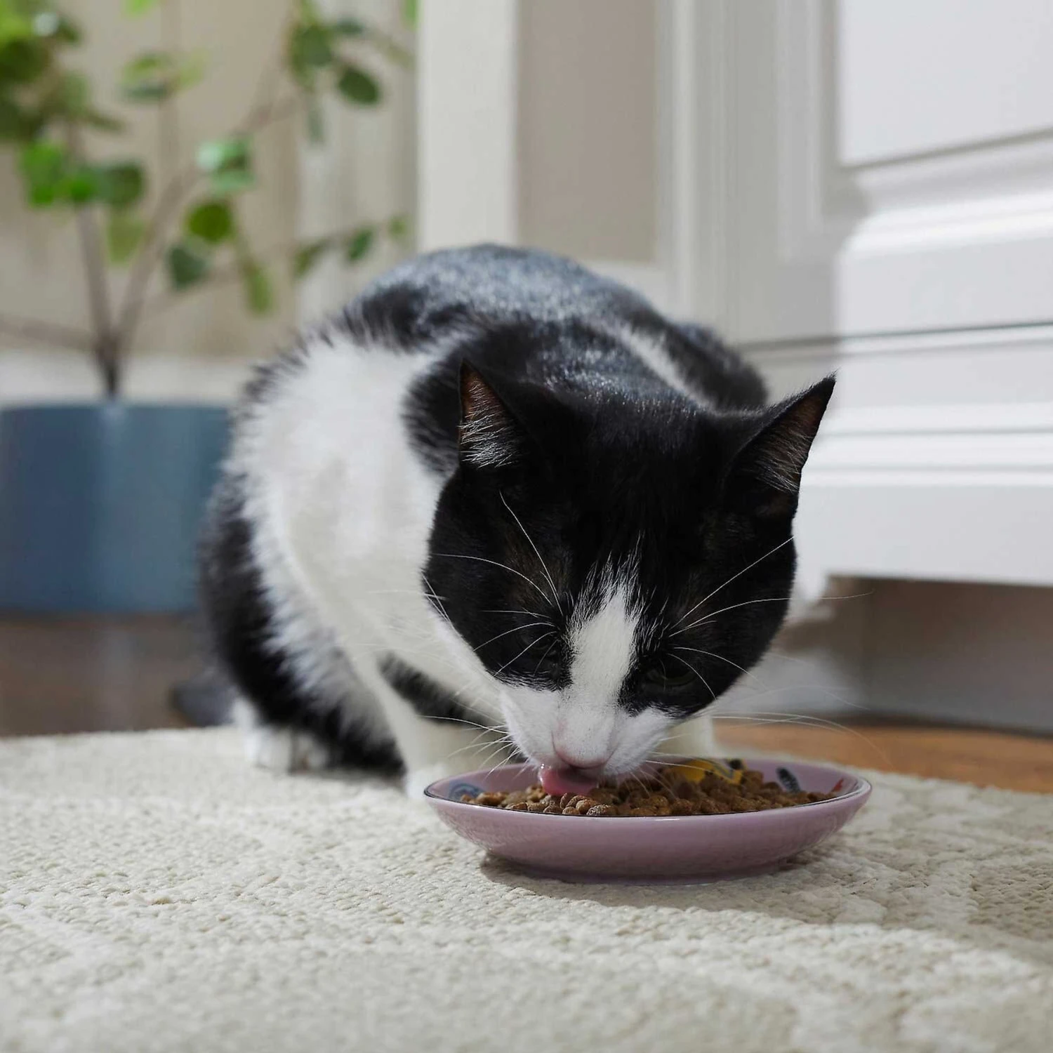 Frisco Paris Non-skid Ceramic Cat Dish & Frisco Paris Non-skid Ceramic Cat Dish 6 Frisco Paris Non-skid Ceramic Cat Dish & Frisco Paris Non-skid Ceramic Cat Dish - Image 5