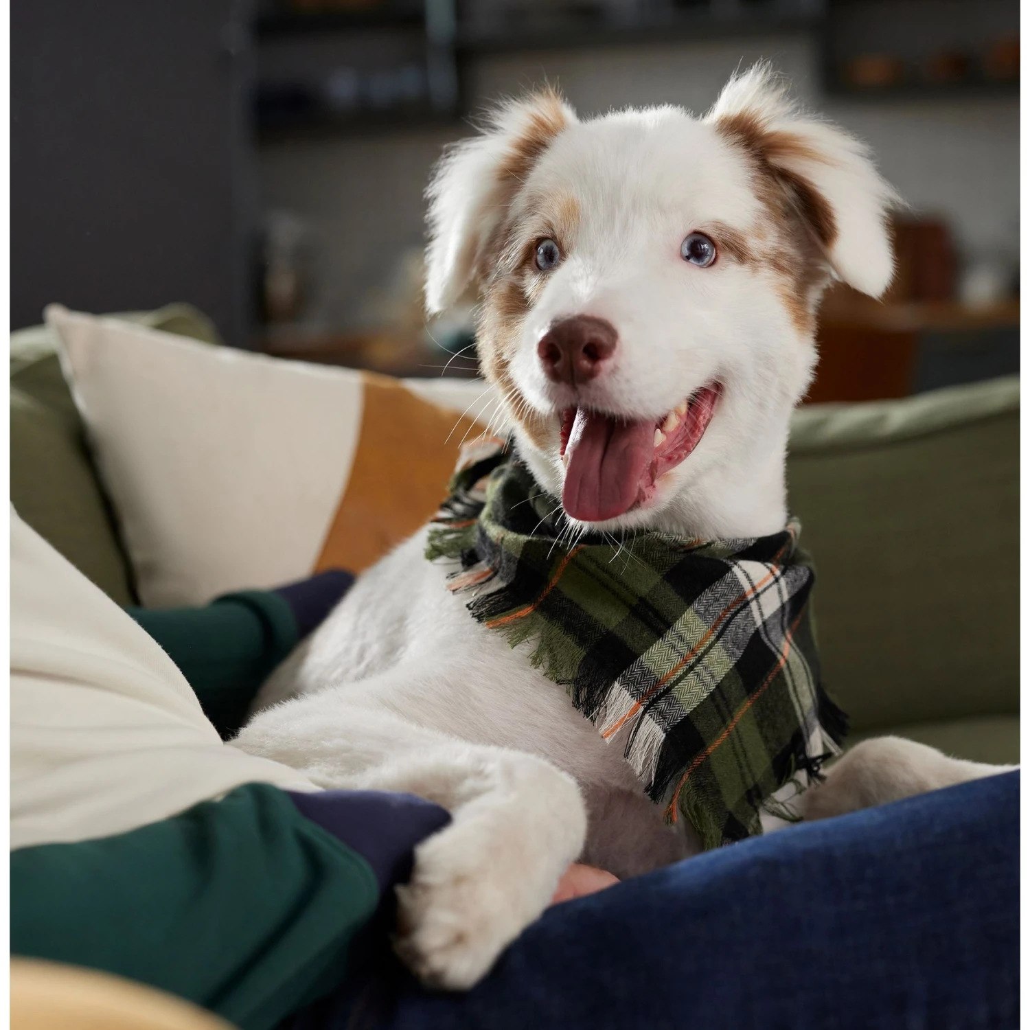 Frisco Plaid Fringe Dog & Cat Bandana 9 Frisco Plaid Fringe Dog & Cat Bandana - Image 7