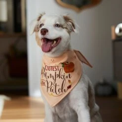 Frisco Cutest Pumpkin In The Patch Dog & Cat Bandana -Frisco 353777 PT6. AC SS1800 V1660749986