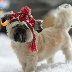 Frisco Reindeer Fair Isle Dog & Cat Pom Hat -Frisco 358309 PT4. AC SS1800 V1661797821