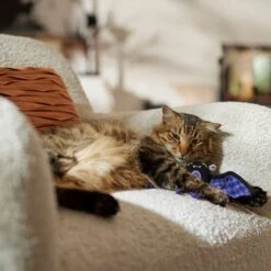 Frisco Halloween Cutie Bat Plush Cat Toy With Catnip -Frisco 668038 PT3. AC SS1800 V1689271242