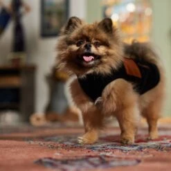 Frisco Light Weight Leopard Print Lined Fleece Dog & Cat Vest 16 Frisco Light Weight Leopard Print Lined Fleece Dog & Cat Vest -Frisco 720694 PT7. AC SS1800 V1692378099