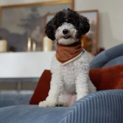 Frisco Reversible Cozy Knit Faux Fur Dog & Cat Pullover Bandana 15 Frisco Reversible Cozy Knit Faux Fur Dog & Cat Pullover Bandana -Frisco 733918 PT6. AC SS1800 V1692378160