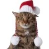 Frisco Chunky Knit Santa Dog & Cat Hat 2 Frisco Chunky Knit Santa Dog & Cat Hat -Frisco 744878 MAIN. AC SS1800 V1694812847