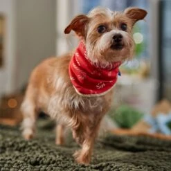 Frisco Reversible Candy Cane Cozy Knit Faux Fur Dog & Cat Pullover Bandana, 1 Count -Frisco 745294 PT6. AC SS1800 V1694794121