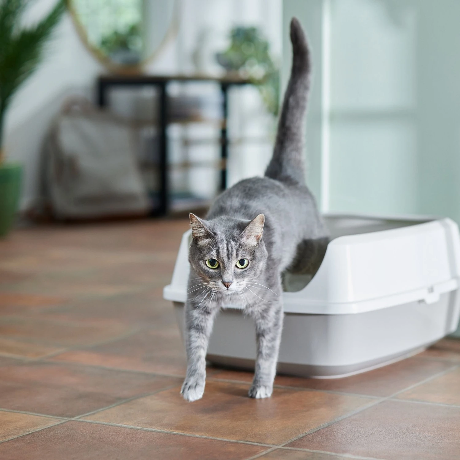 Frisco Open Top Cat Litter Box With Rim, Large & Frisco Plastic Litter Scooper With Caddy 4 Frisco Open Top Cat Litter Box With Rim, Large & Frisco Plastic Litter Scooper With Caddy - Image 2