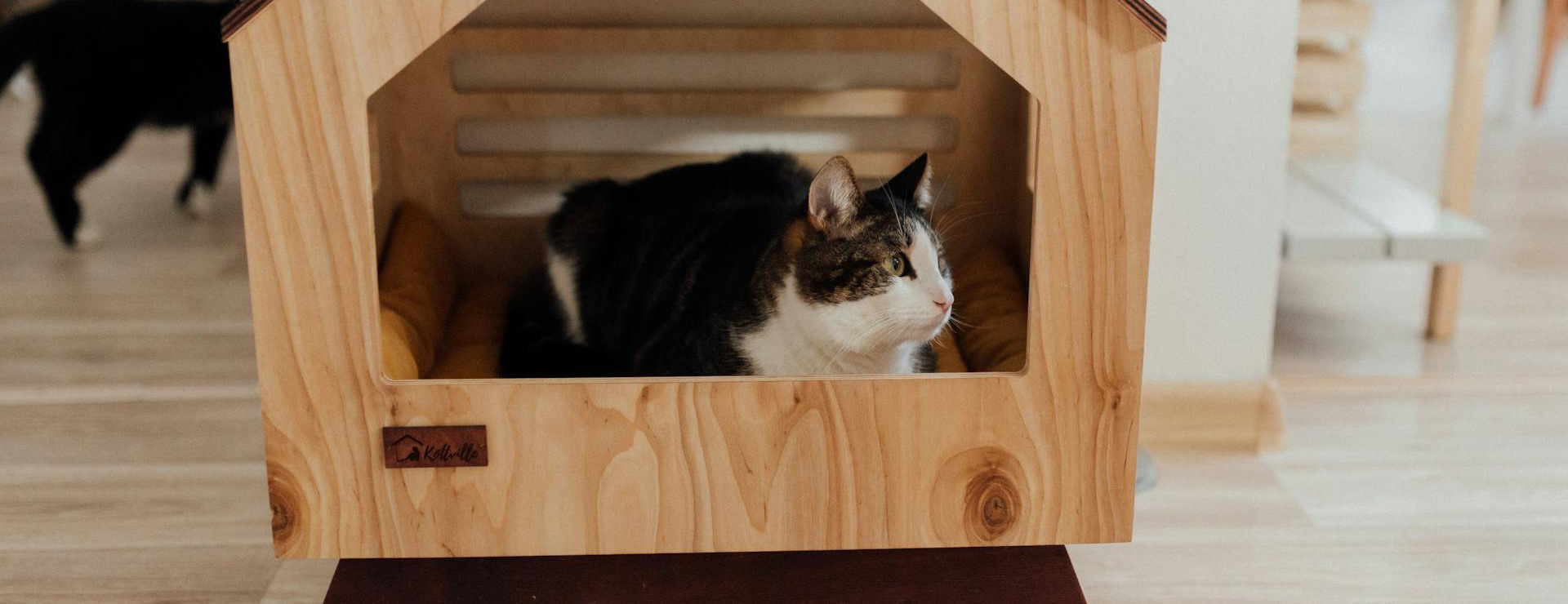 Frisco 2 Frisco -Frisco pexels arina krasnikova 7725622