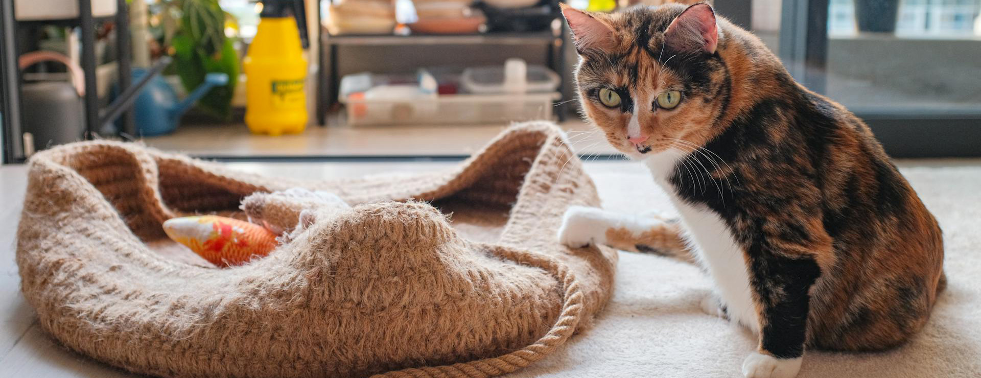 Frisco 4 Frisco -Frisco pexels huy phan 316220 30765735